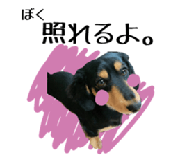 Koro of the miniature dachshund sticker #15093721