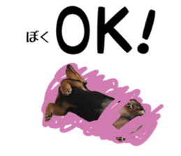 Koro of the miniature dachshund sticker #15093724