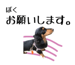 Koro of the miniature dachshund sticker #15093728