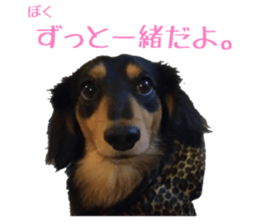 Koro of the miniature dachshund sticker #15093731