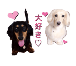 DACHSHUND. sticker #15094430