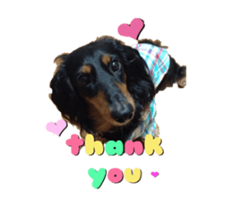 DACHSHUND. sticker #15094431