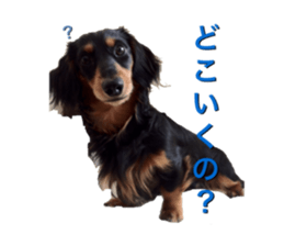 DACHSHUND. sticker #15094438