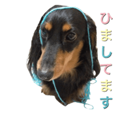 DACHSHUND. sticker #15094439