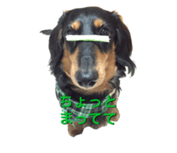 DACHSHUND. sticker #15094441