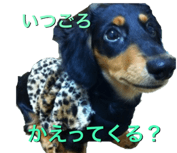 DACHSHUND. sticker #15094443