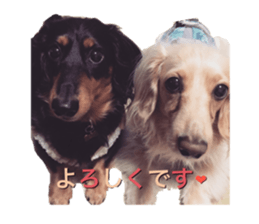 DACHSHUND. sticker #15094446