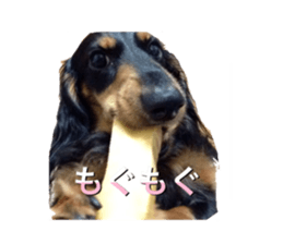 DACHSHUND. sticker #15094447