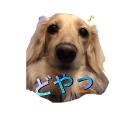 DACHSHUND. sticker #15094448