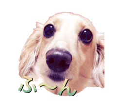DACHSHUND. sticker #15094449