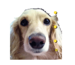 DACHSHUND. sticker #15094450