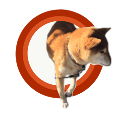 Japanese midget shiba Non English.ver