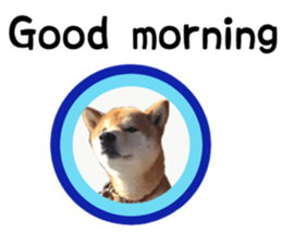 Japanese midget shiba Non English.ver sticker #15095548