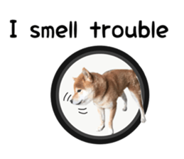 Japanese midget shiba Non English.ver sticker #15095551