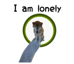 Japanese midget shiba Non English.ver sticker #15095554