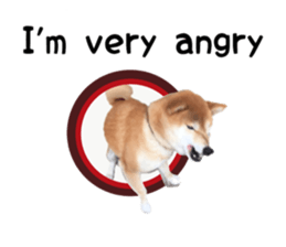 Japanese midget shiba Non English.ver sticker #15095556