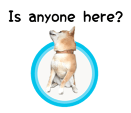 Japanese midget shiba Non English.ver sticker #15095557