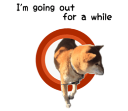 Japanese midget shiba Non English.ver sticker #15095559