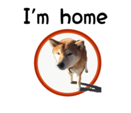 Japanese midget shiba Non English.ver sticker #15095561