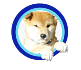 Japanese midget shiba Non English.ver sticker #15095562