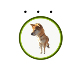 Japanese midget shiba Non English.ver sticker #15095563