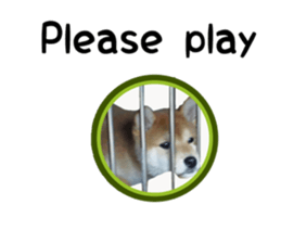 Japanese midget shiba Non English.ver sticker #15095564