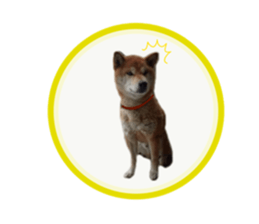 Japanese midget shiba Non English.ver sticker #15095565