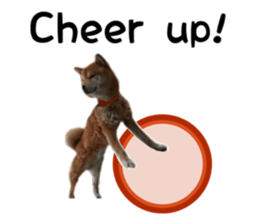 Japanese midget shiba Non English.ver sticker #15095567