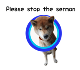 Japanese midget shiba Non English.ver sticker #15095568