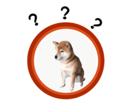 Japanese midget shiba Non English.ver sticker #15095569