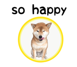 Japanese midget shiba Non English.ver sticker #15095572