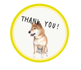 Japanese midget shiba Non English.ver sticker #15095573