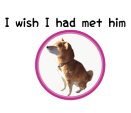 Japanese midget shiba Non English.ver sticker #15095575