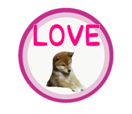 Japanese midget shiba Non English.ver sticker #15095576