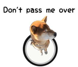 Japanese midget shiba Non English.ver sticker #15095578