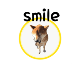 Japanese midget shiba Non English.ver sticker #15095579