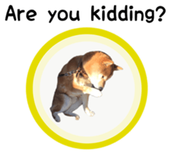 Japanese midget shiba Non English.ver sticker #15095581