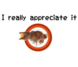 Japanese midget shiba Non English.ver sticker #15095582