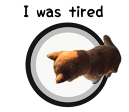 Japanese midget shiba Non English.ver sticker #15095584