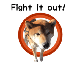 Japanese midget shiba Non English.ver sticker #15095585