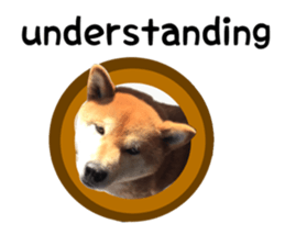 Japanese midget shiba Non English.ver sticker #15095586