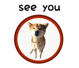 Japanese midget shiba Non English.ver sticker #15095587
