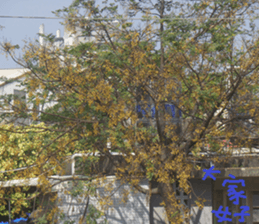 Like home sticker #15099004