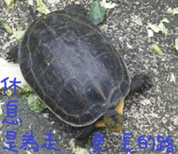 Like home sticker #15099007