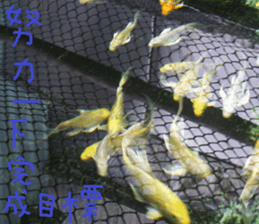 Like home sticker #15099008