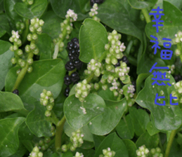 Like home sticker #15099009