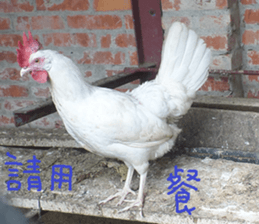 Like home sticker #15099010