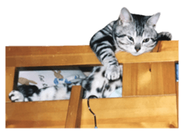 rei&rin photo ver. sticker #15099248