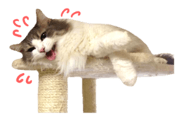 rei&rin photo ver. sticker #15099249