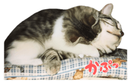 rei&rin photo ver. sticker #15099253